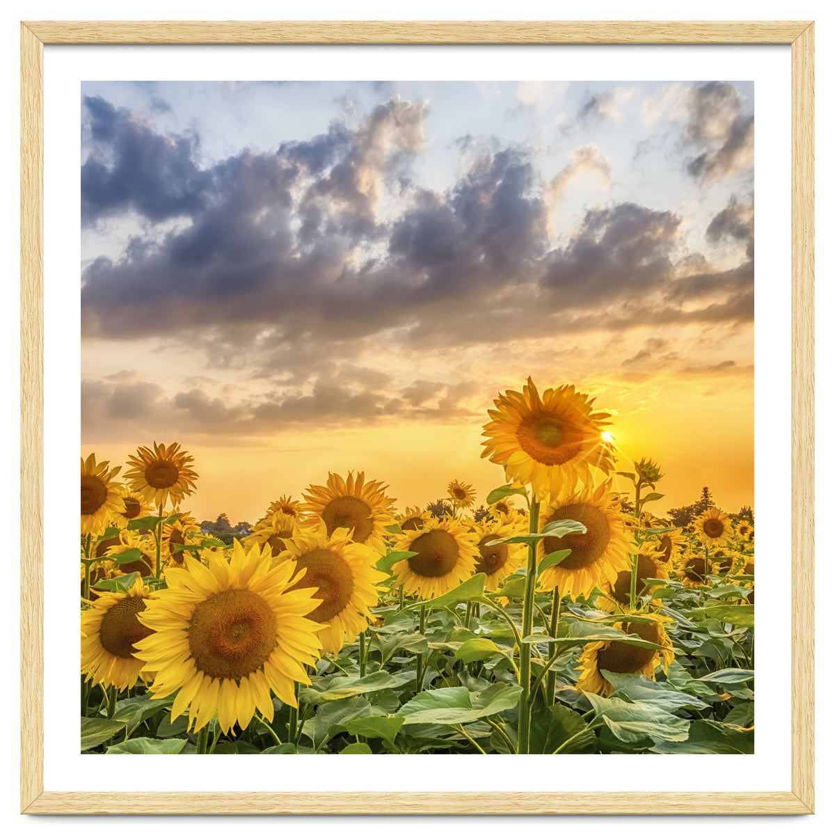 Sunflowers in sunset