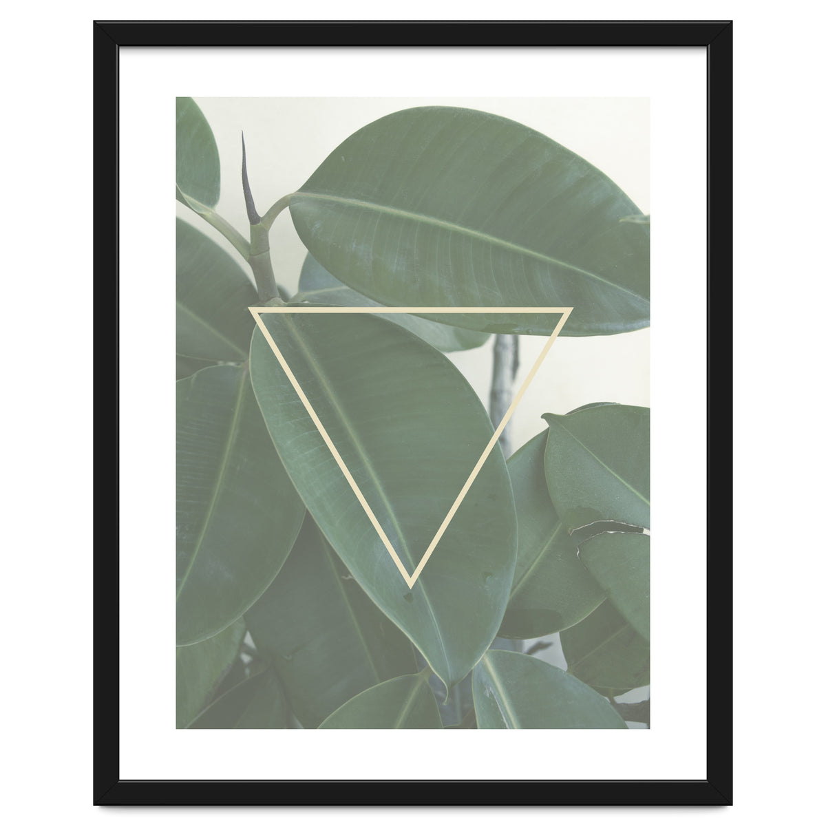 ficus triangle