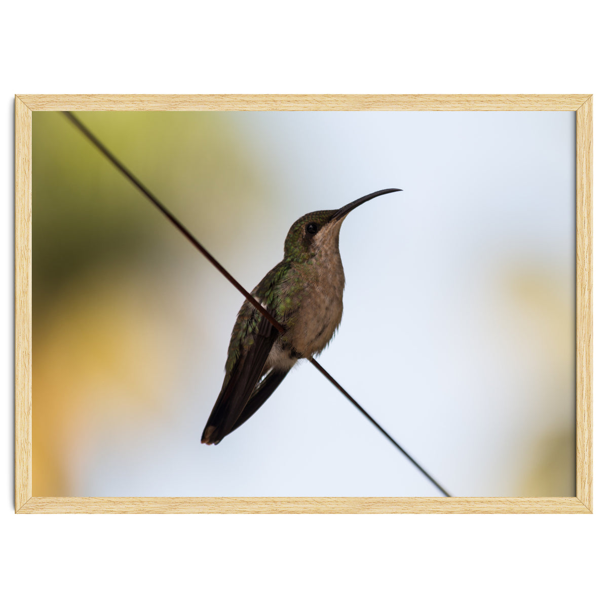 Colibri from Haïti