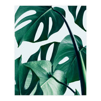 Monstera (Print Only)