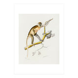 Cercopithecus griseus illustrated (Print Only) thumbnail
