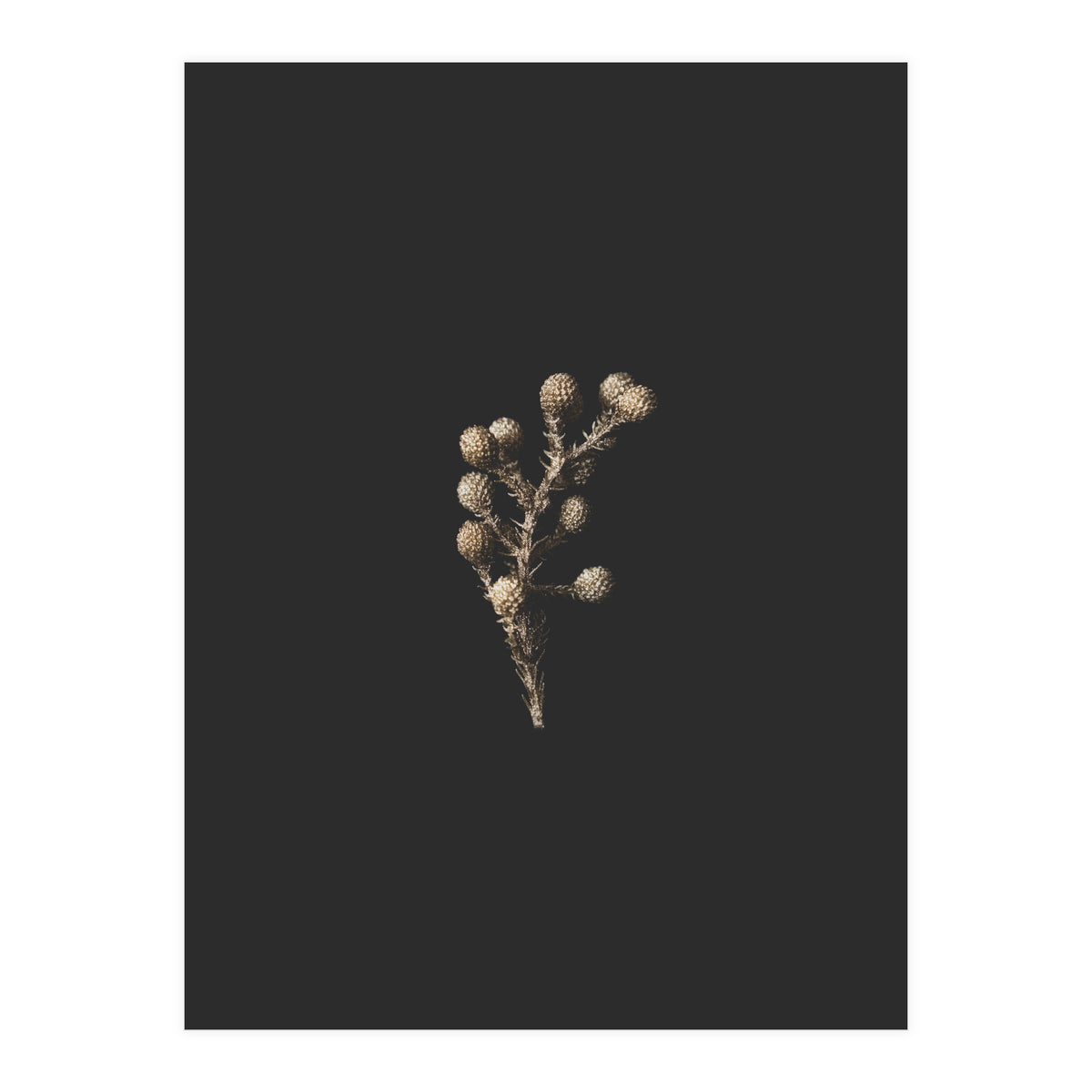 Gold Drops Botanicals (Print Only)