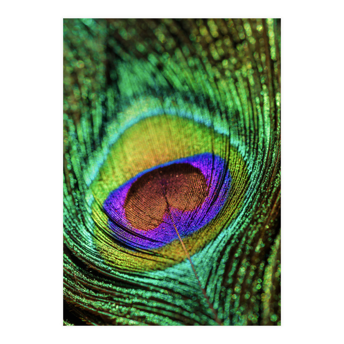 Peacock feather (Print Only)