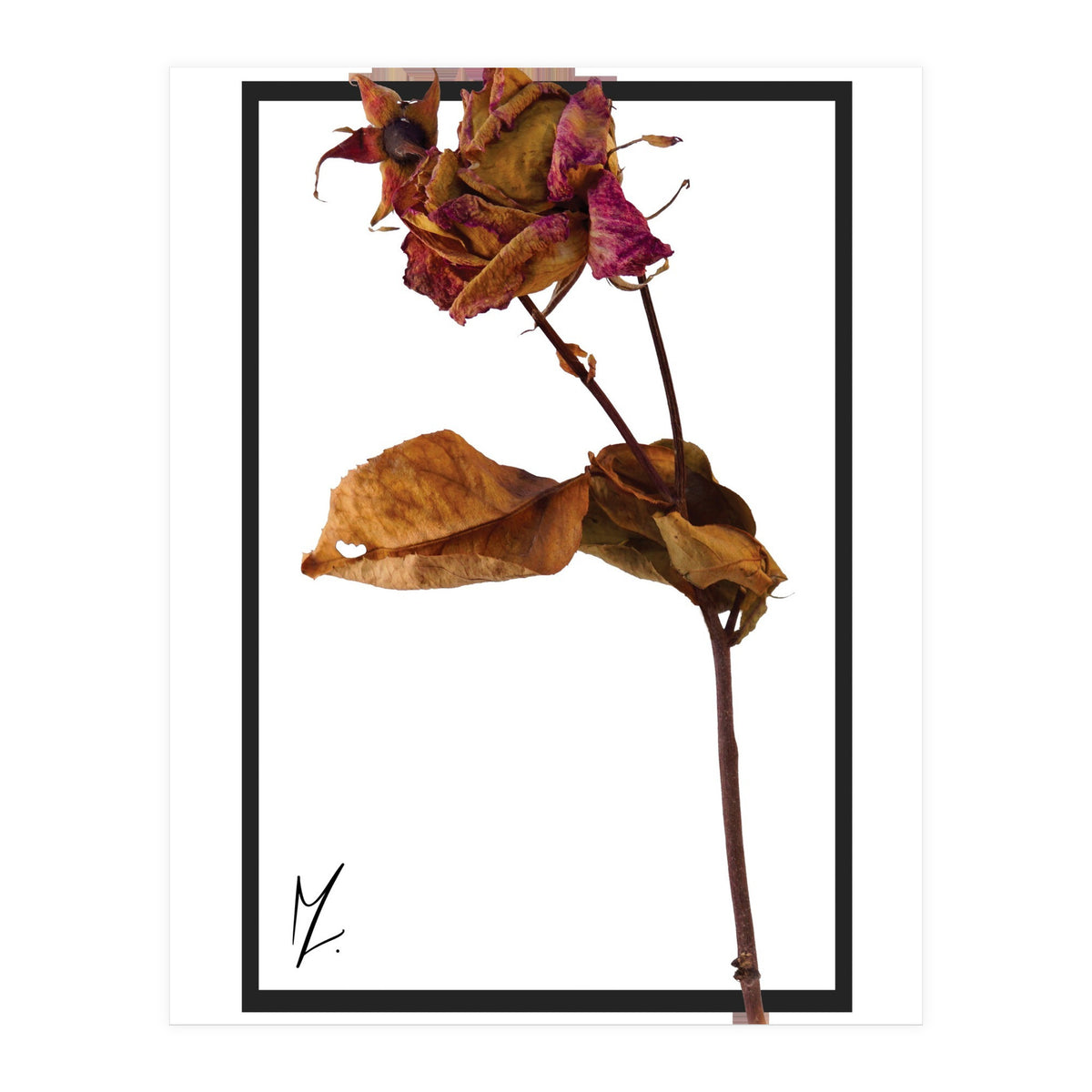 Flower 1 (Print Only)