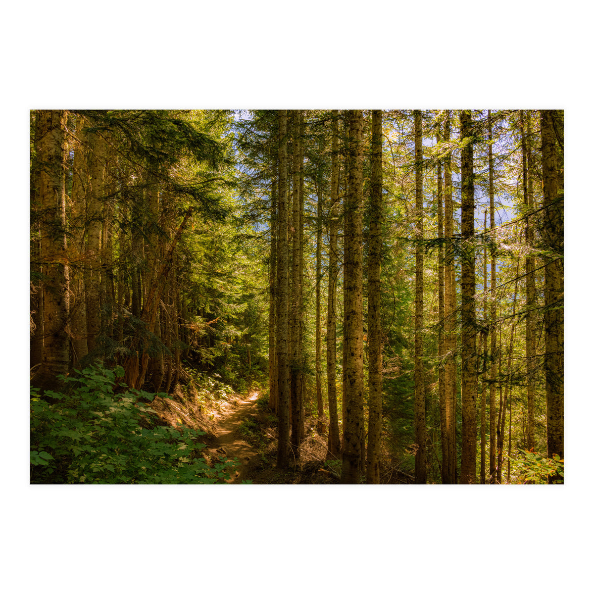 Cascade Trail (Print Only)