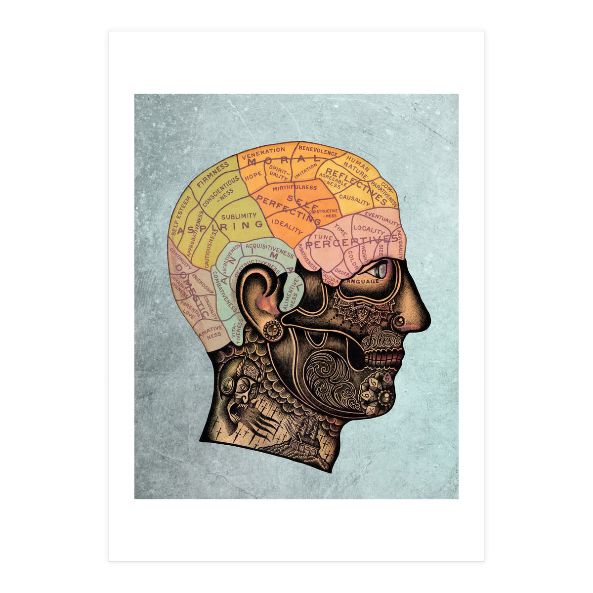 Brain Anatomy (Print Only)