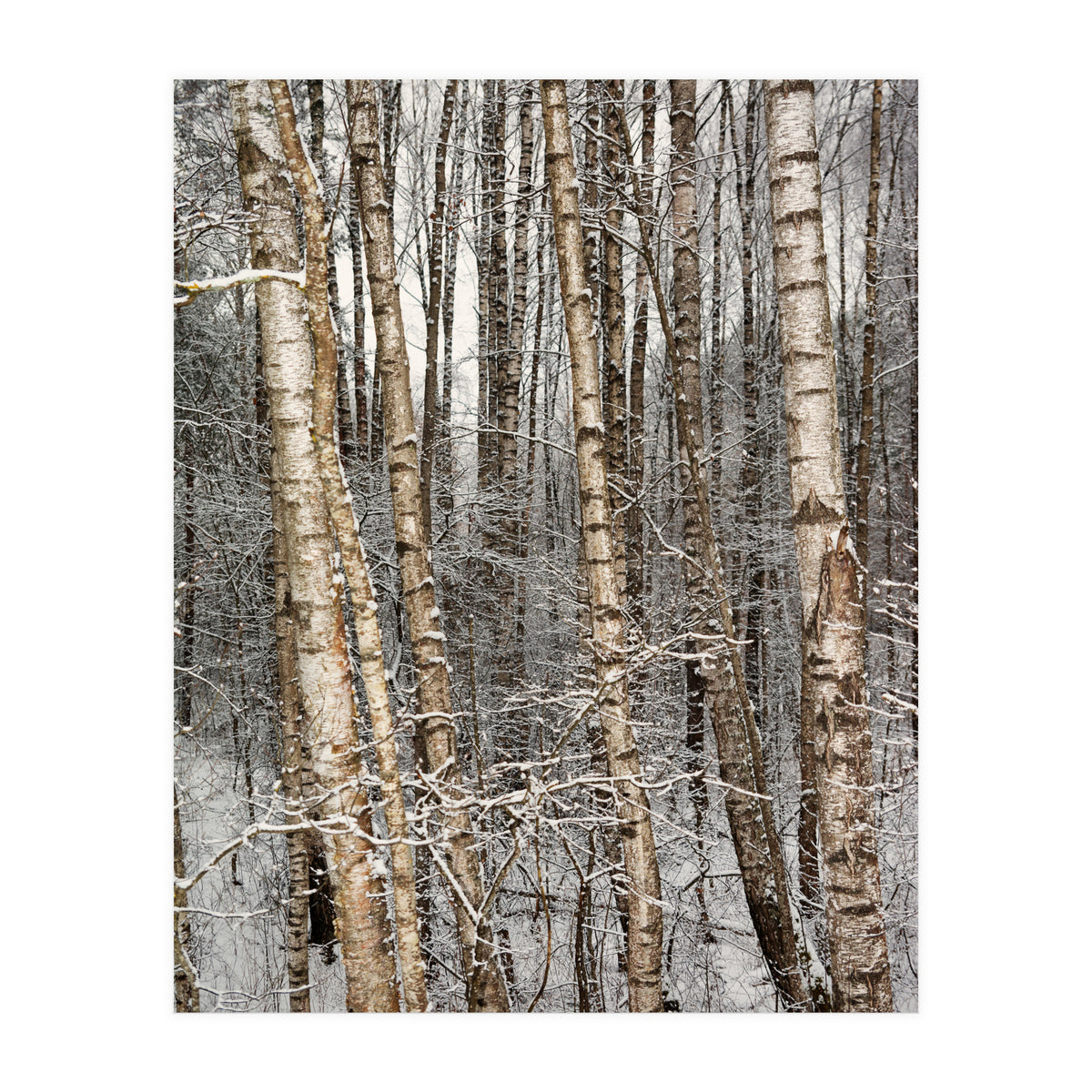 Birches (Print Only)