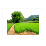 Path  (Print Only) thumbnail