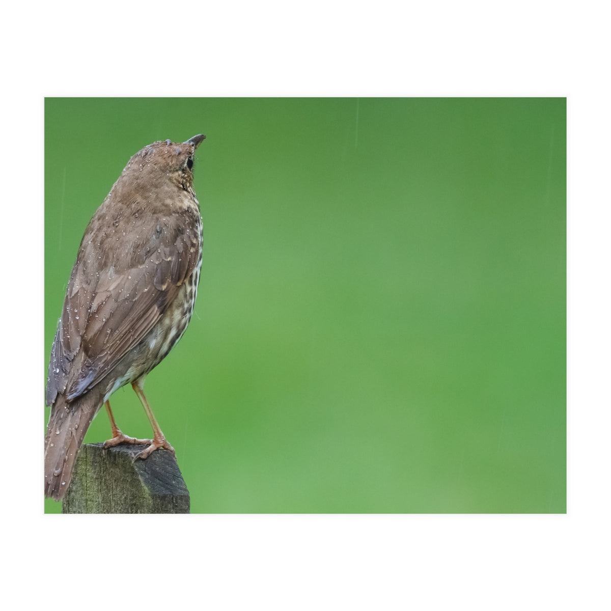 Watching the rain (Print Only)