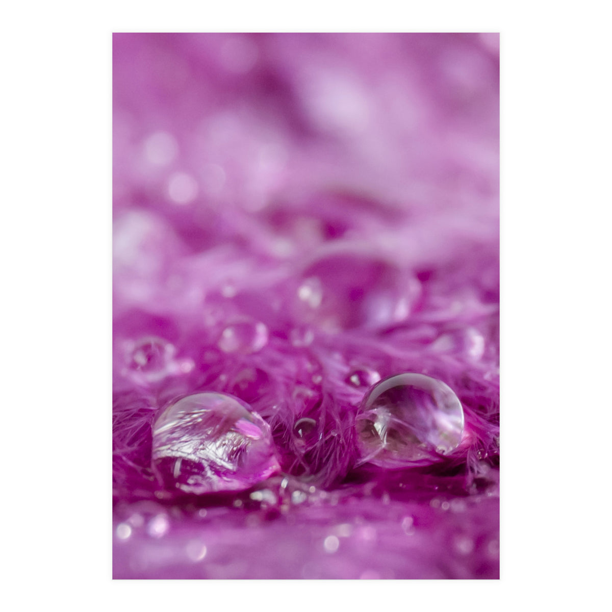 Drops in feathers (Print Only)