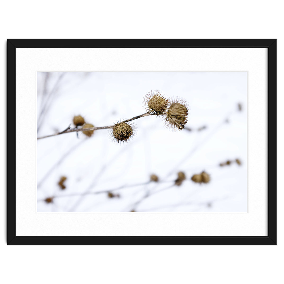 Winter Thistles