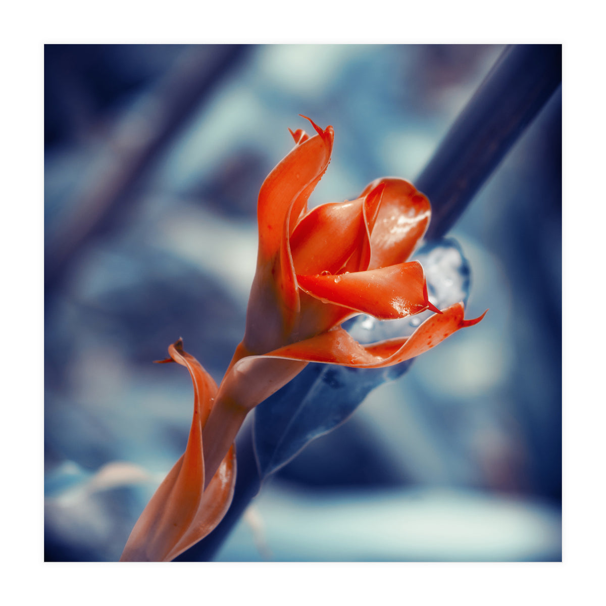 Ginger Flower (Print Only)