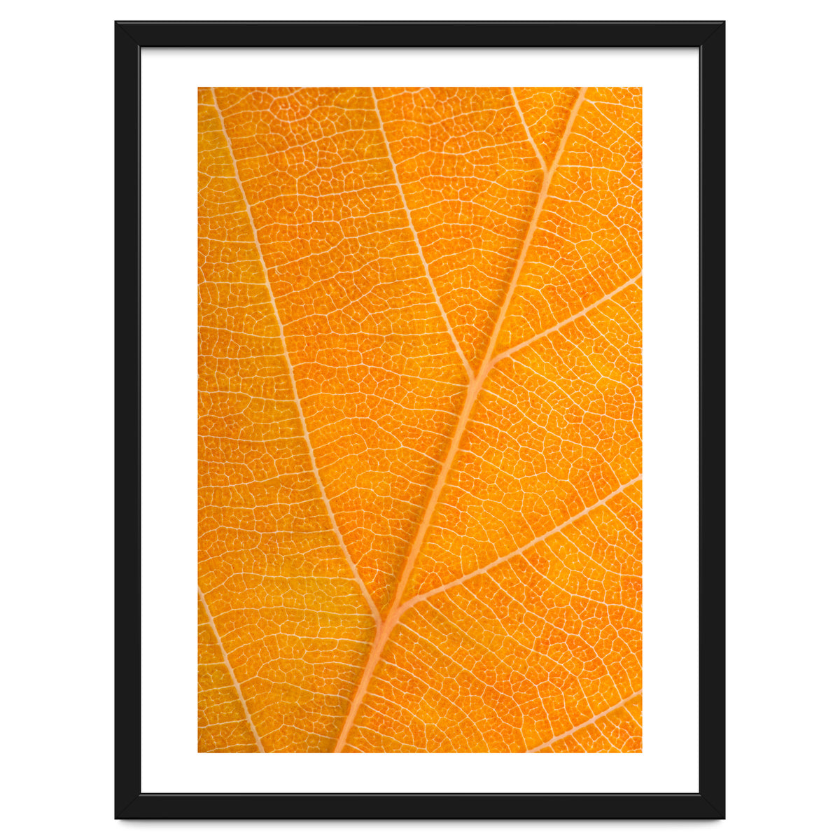 Autumn Leaf