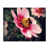Wind Flower (Print Only) thumbnail