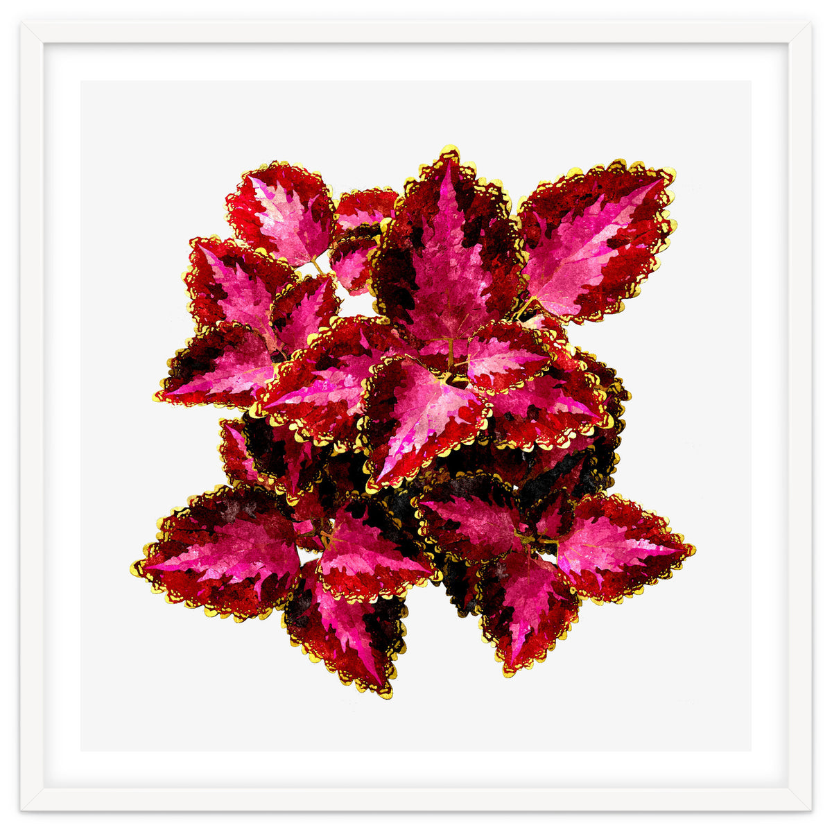 Indian Coleus