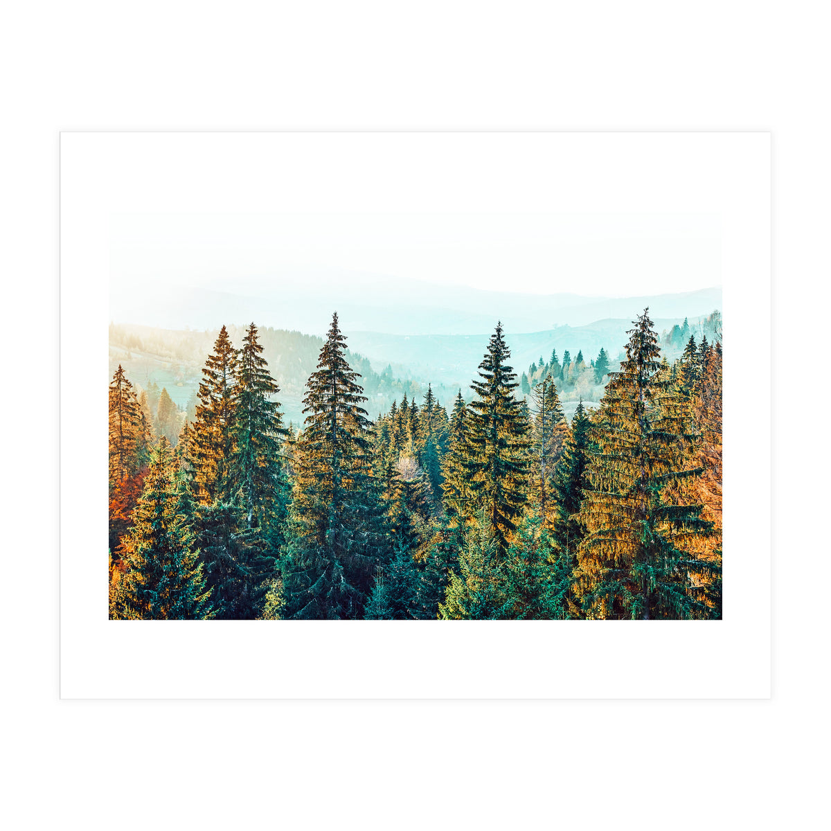 Pine Beauty (Print Only)