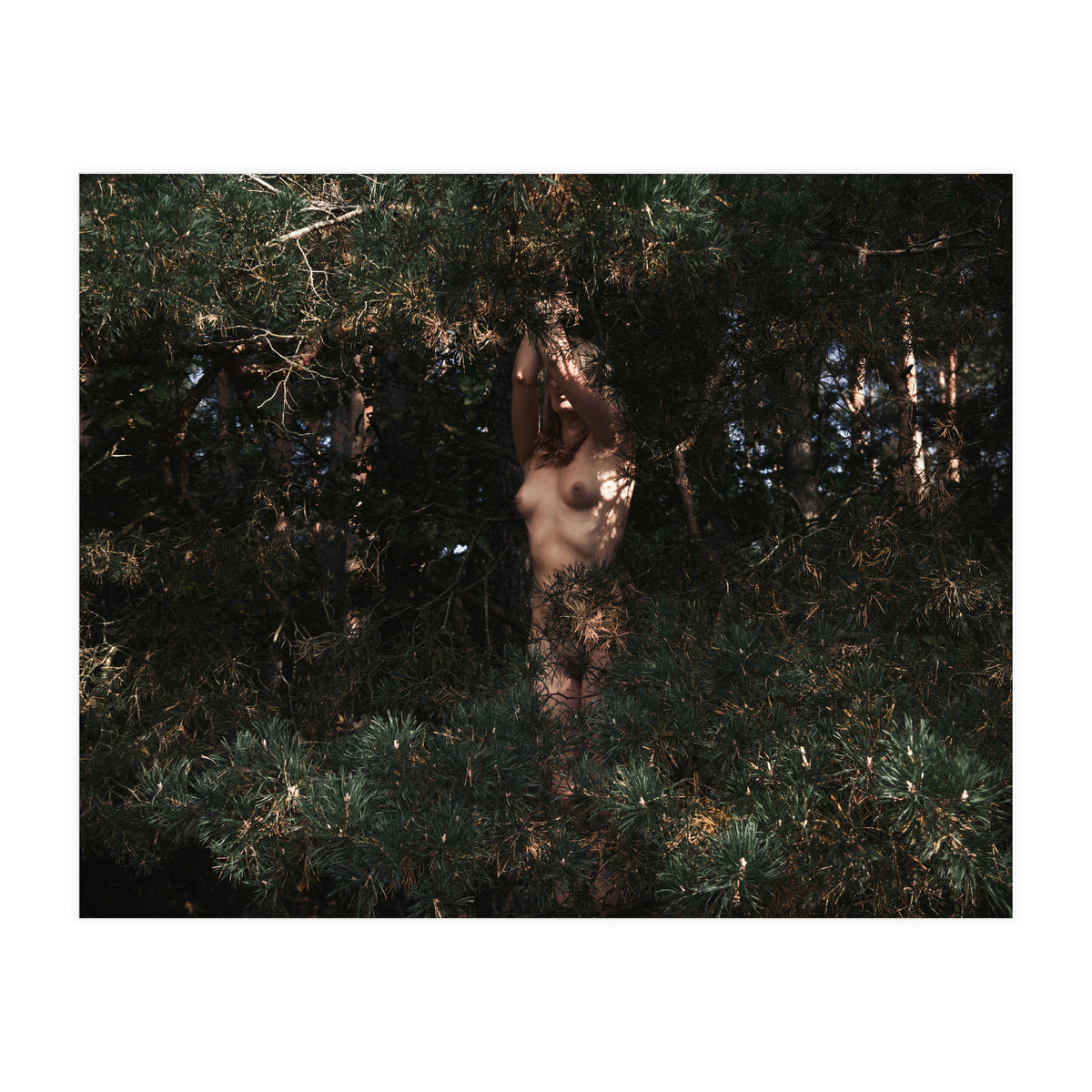 The Eyes of the Forest (Print Only)