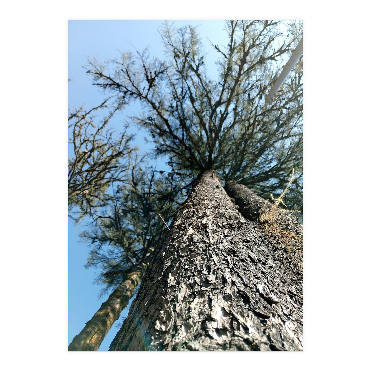 Ataraxia - Tree Series 1 (Print Only)