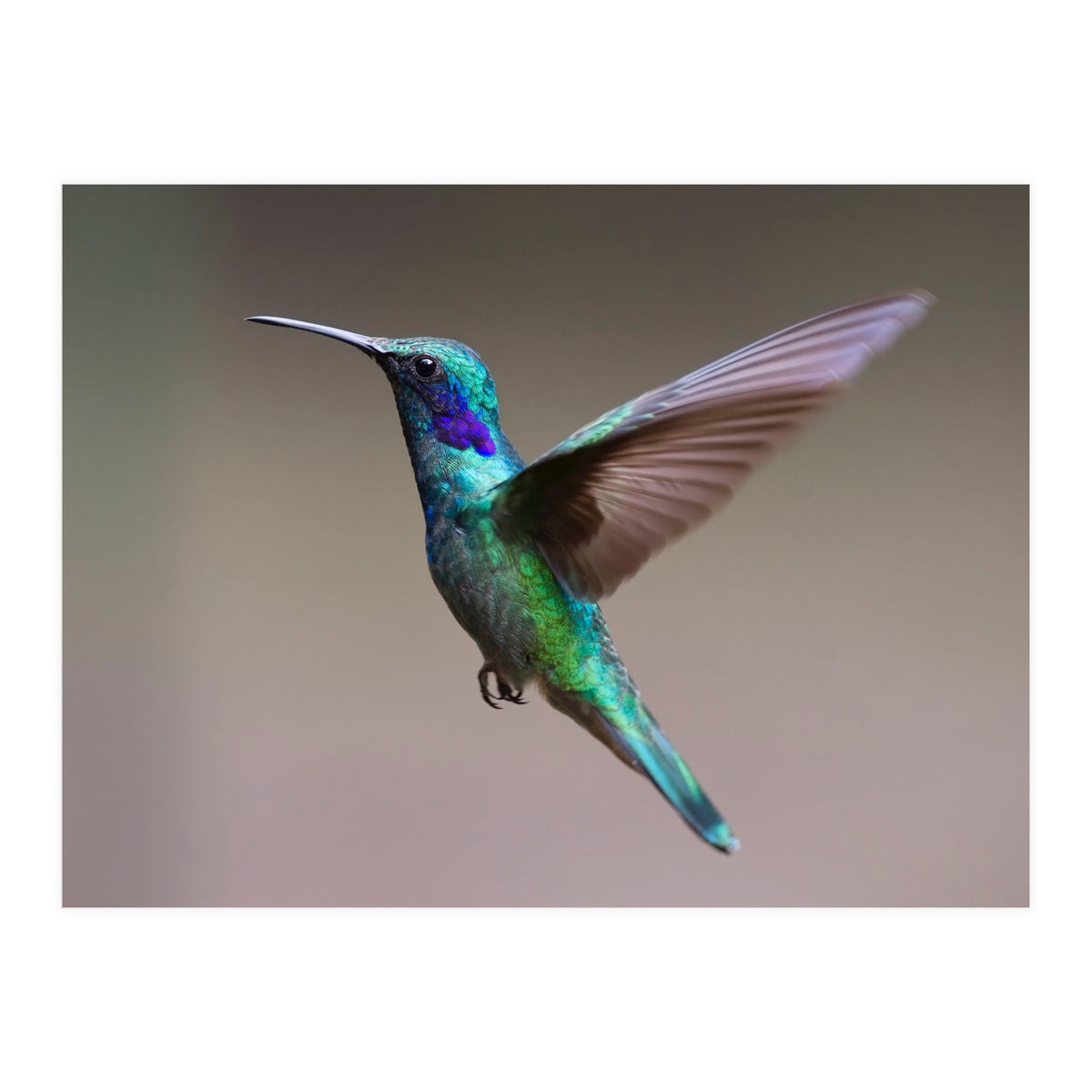 Hummingbird flying (Print Only)