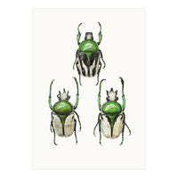 Cc Insects 04 (Print Only)
