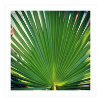 palm leaf (Print Only)