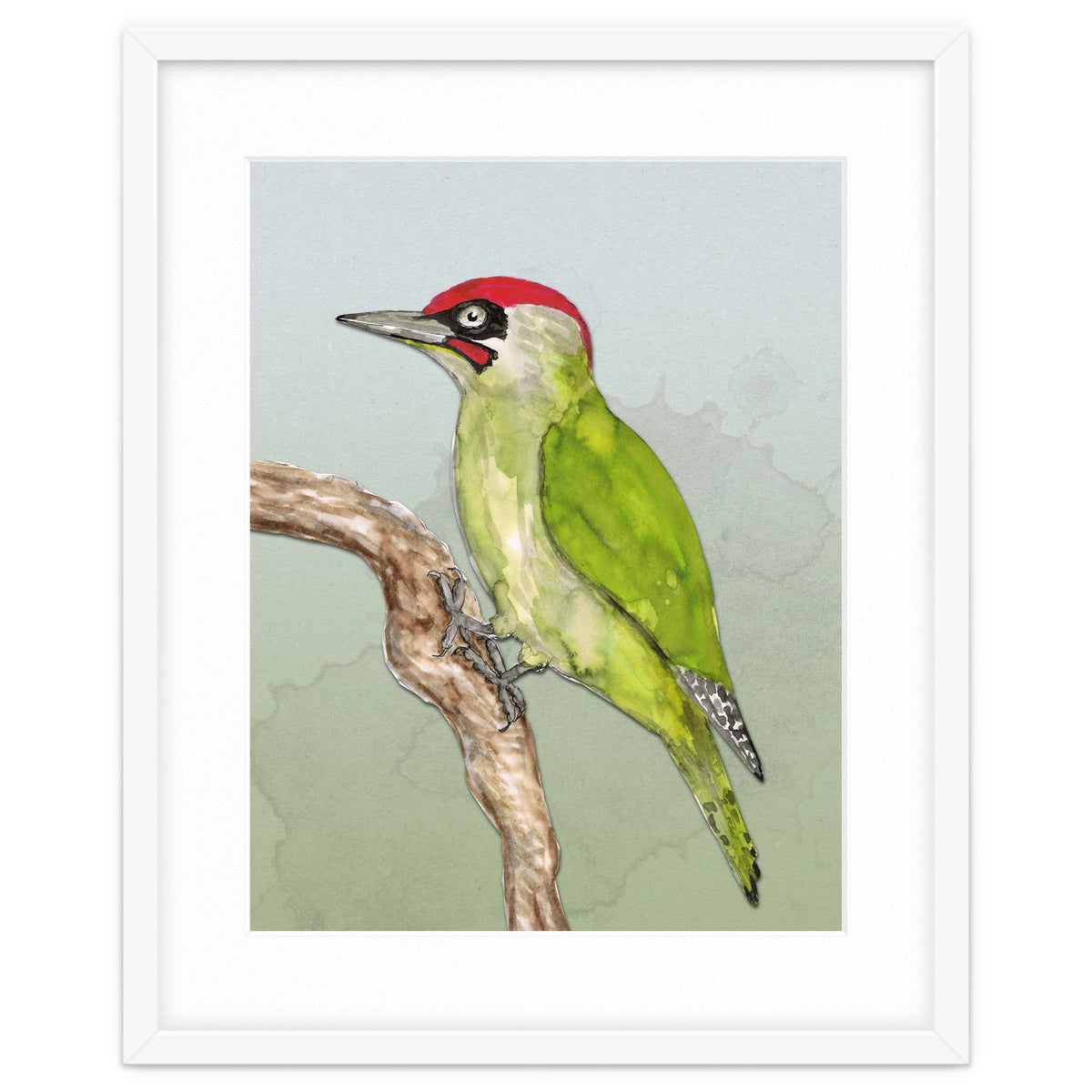 Green woodpecker