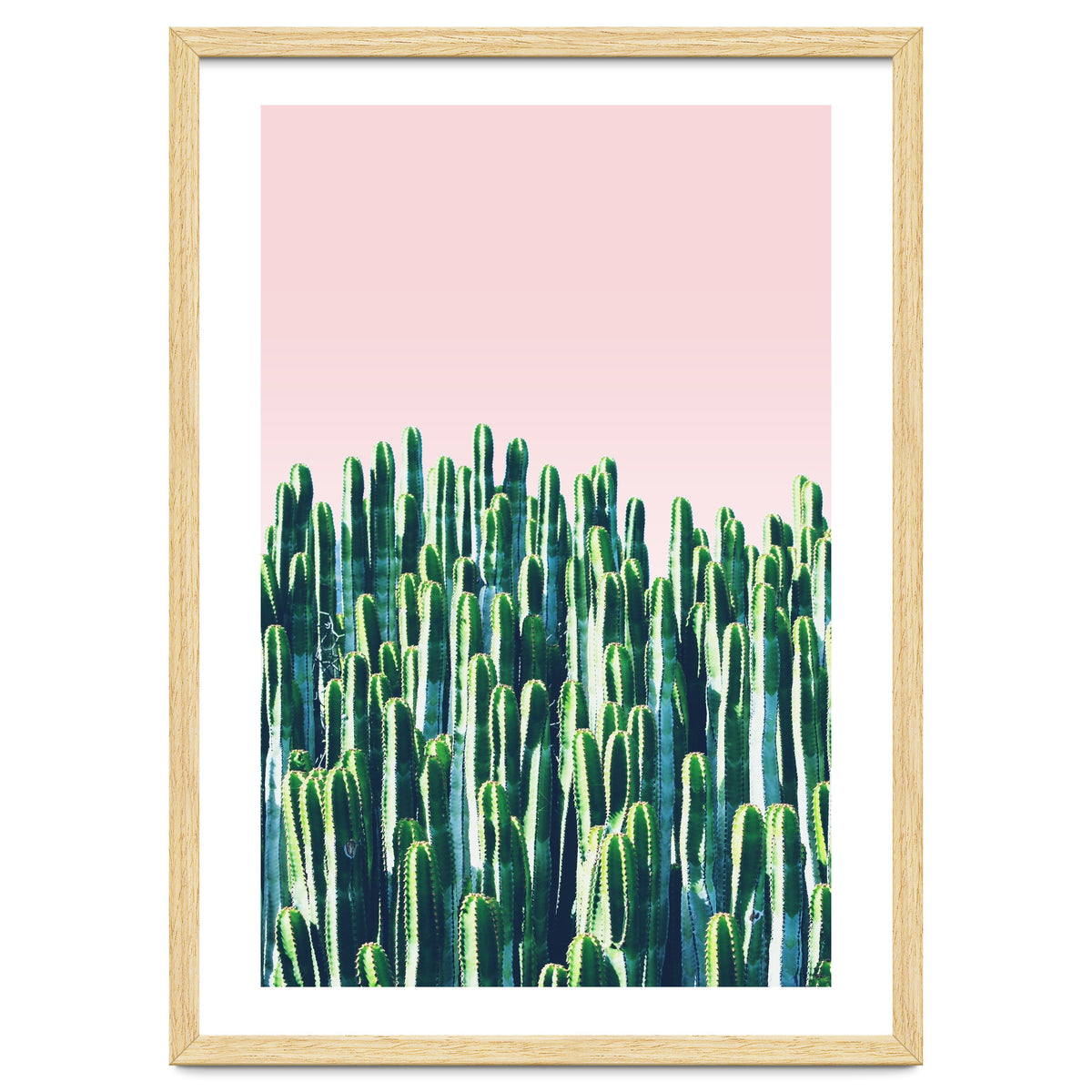 Cactus & Sunset II