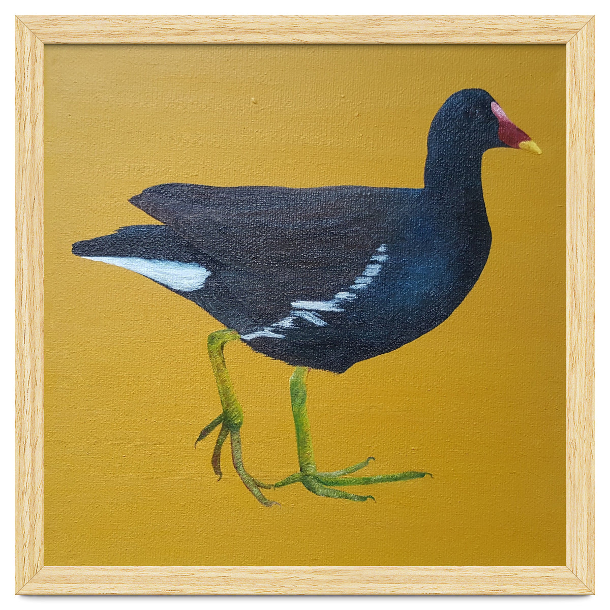 Moorhen