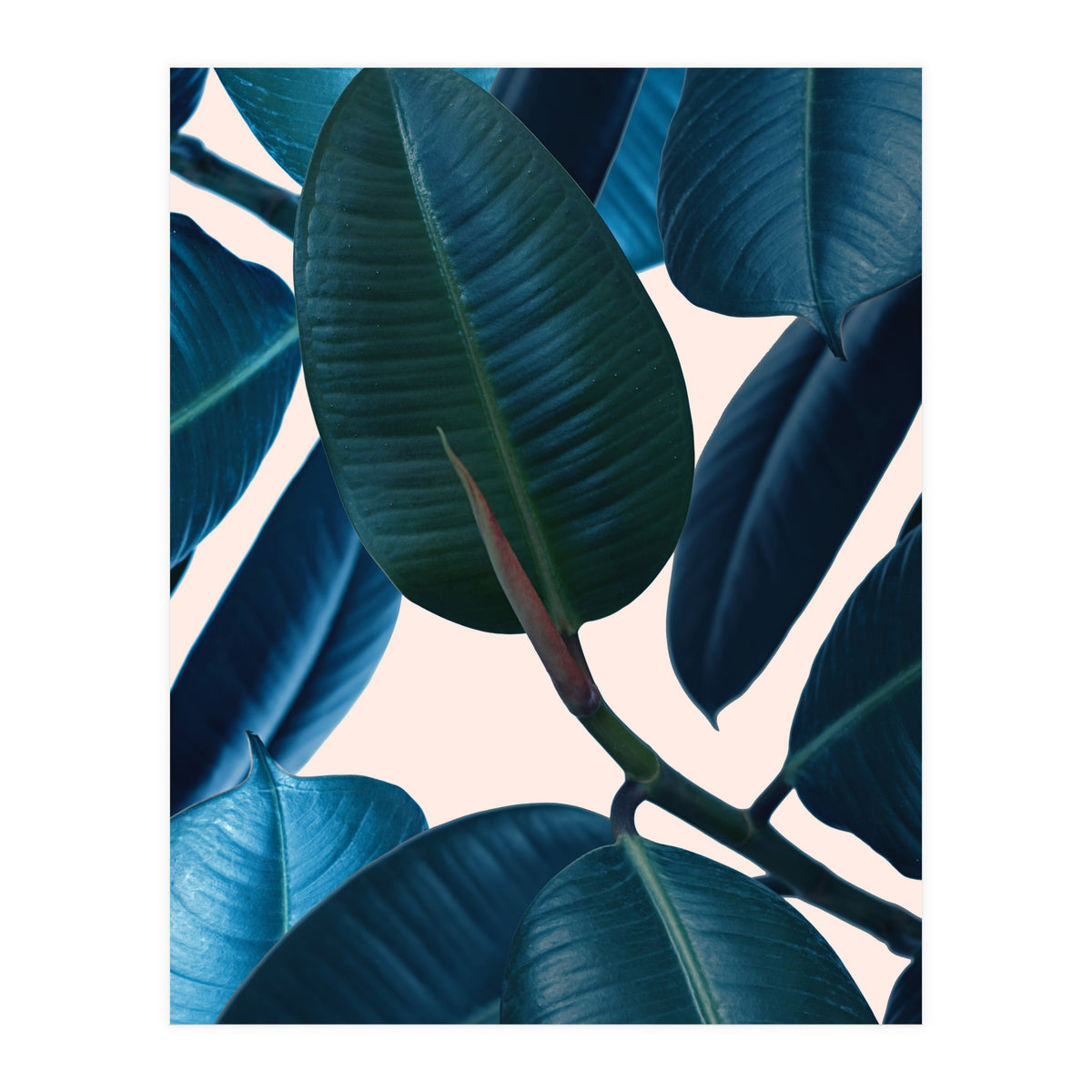 Ficus Elastica 2 (Print Only)