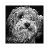 Havaneser (Print Only) thumbnail