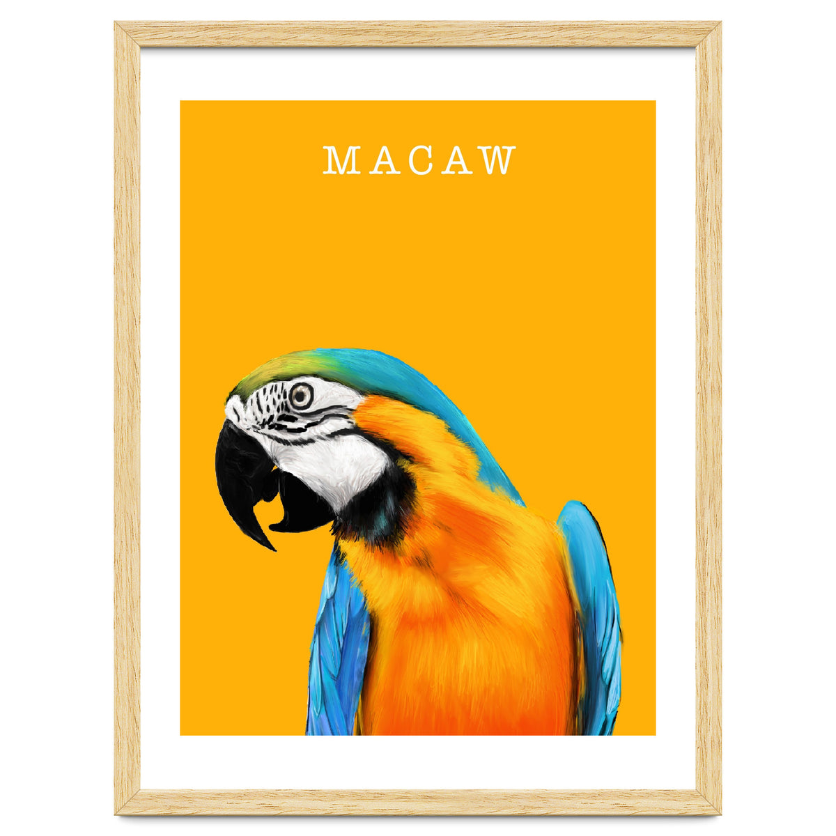 Macaw