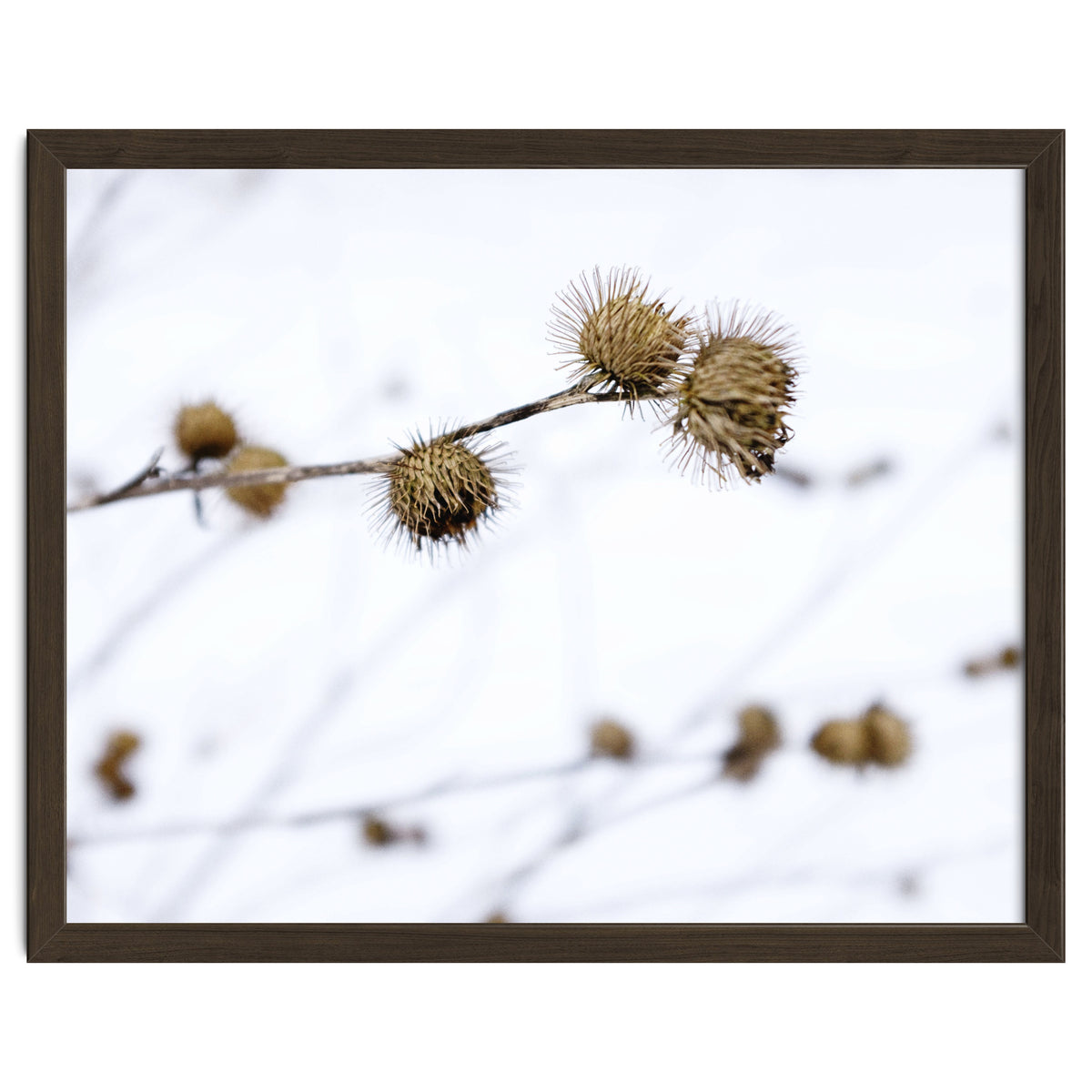 Winter Thistles
