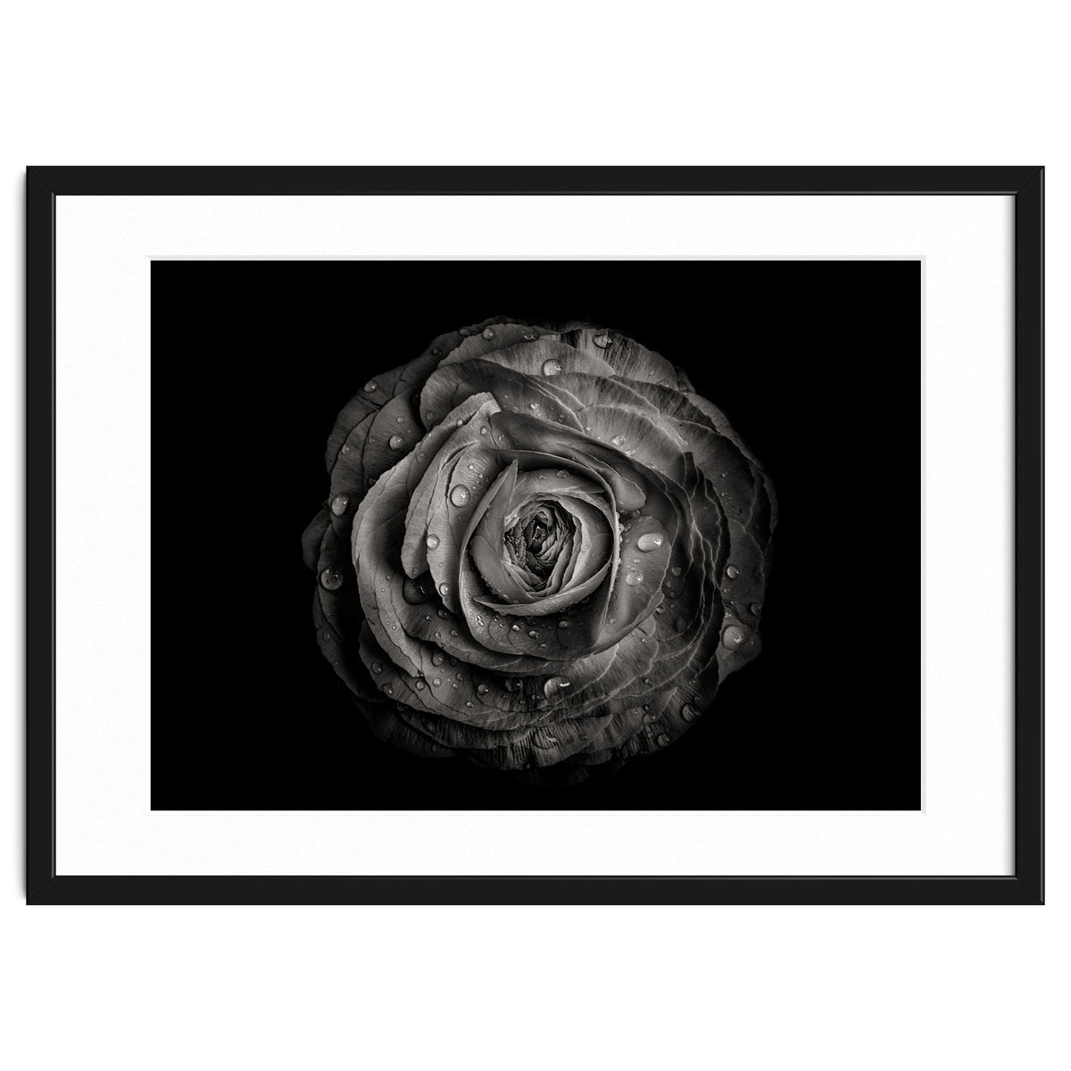 Backyard Flowers In Black And White 72