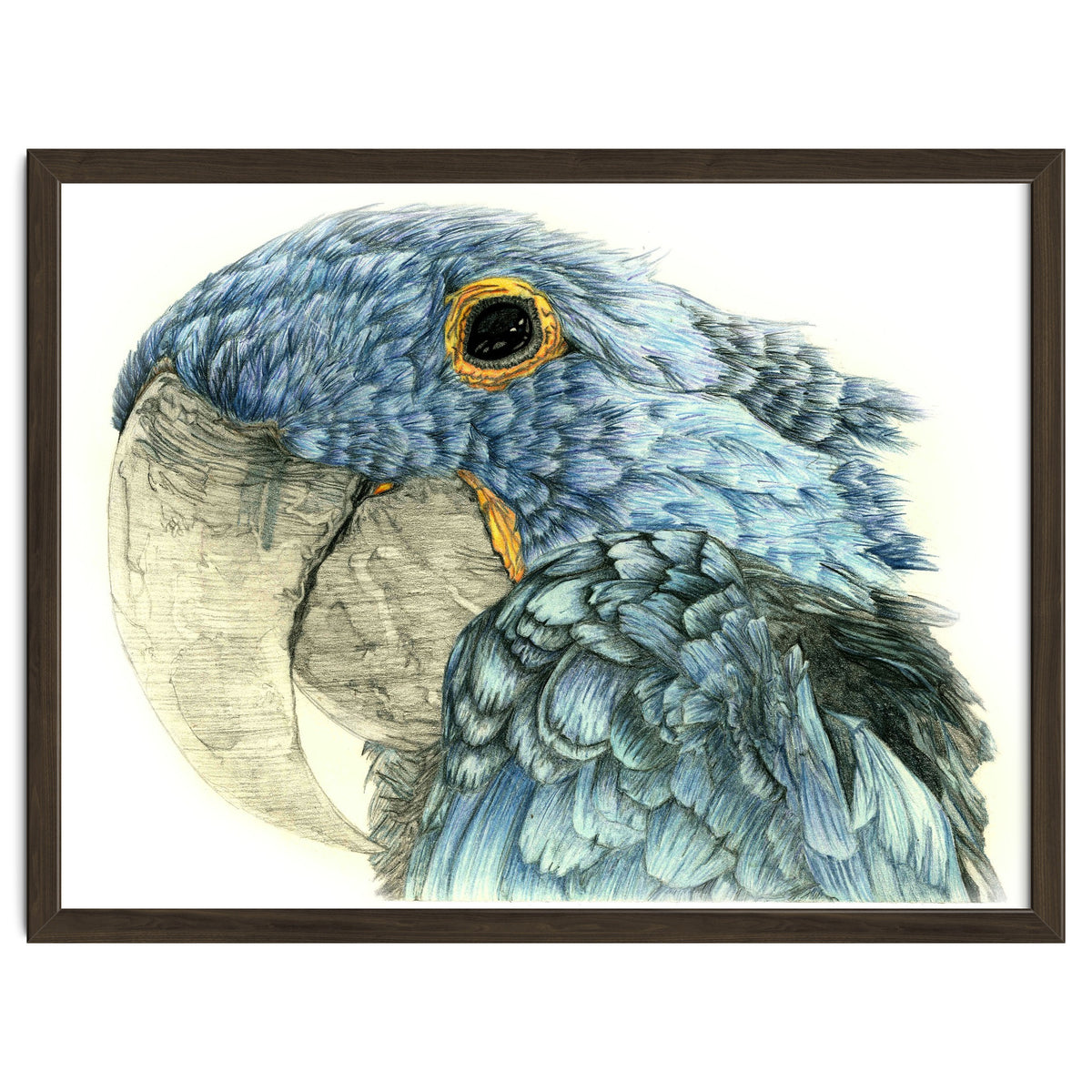 Blue Parrot