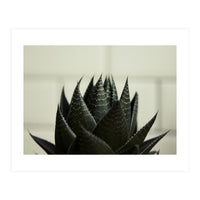 Succulent (Print Only)
