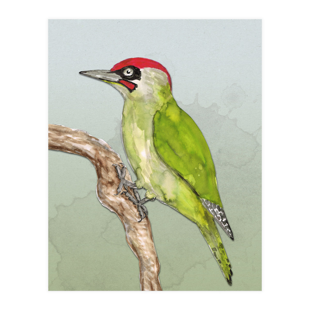 Green woodpecker (Print Only)