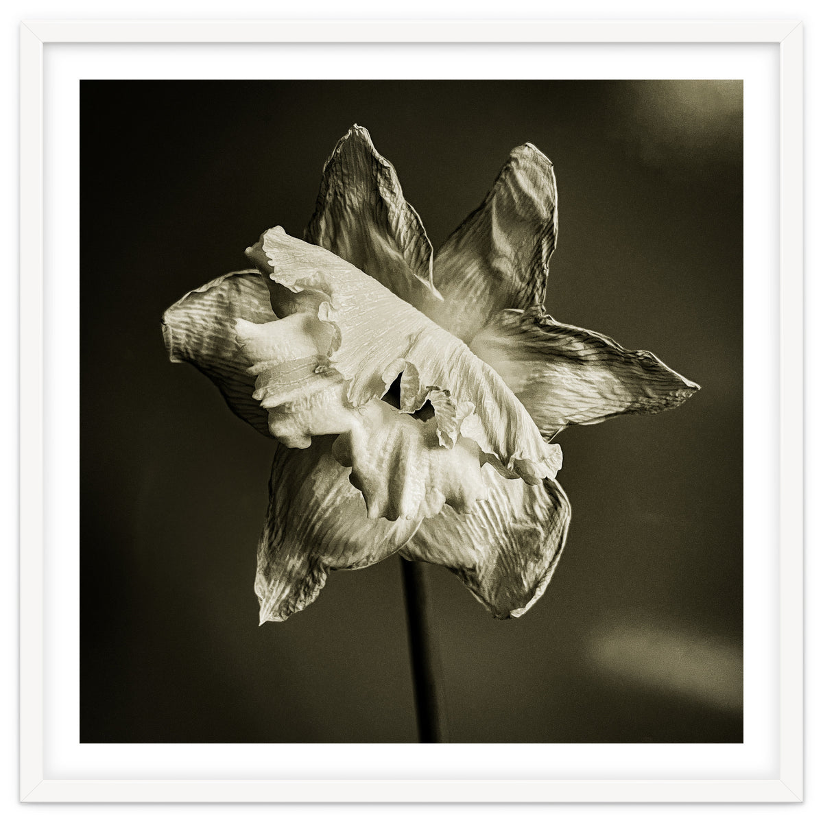 Wilting daffodil