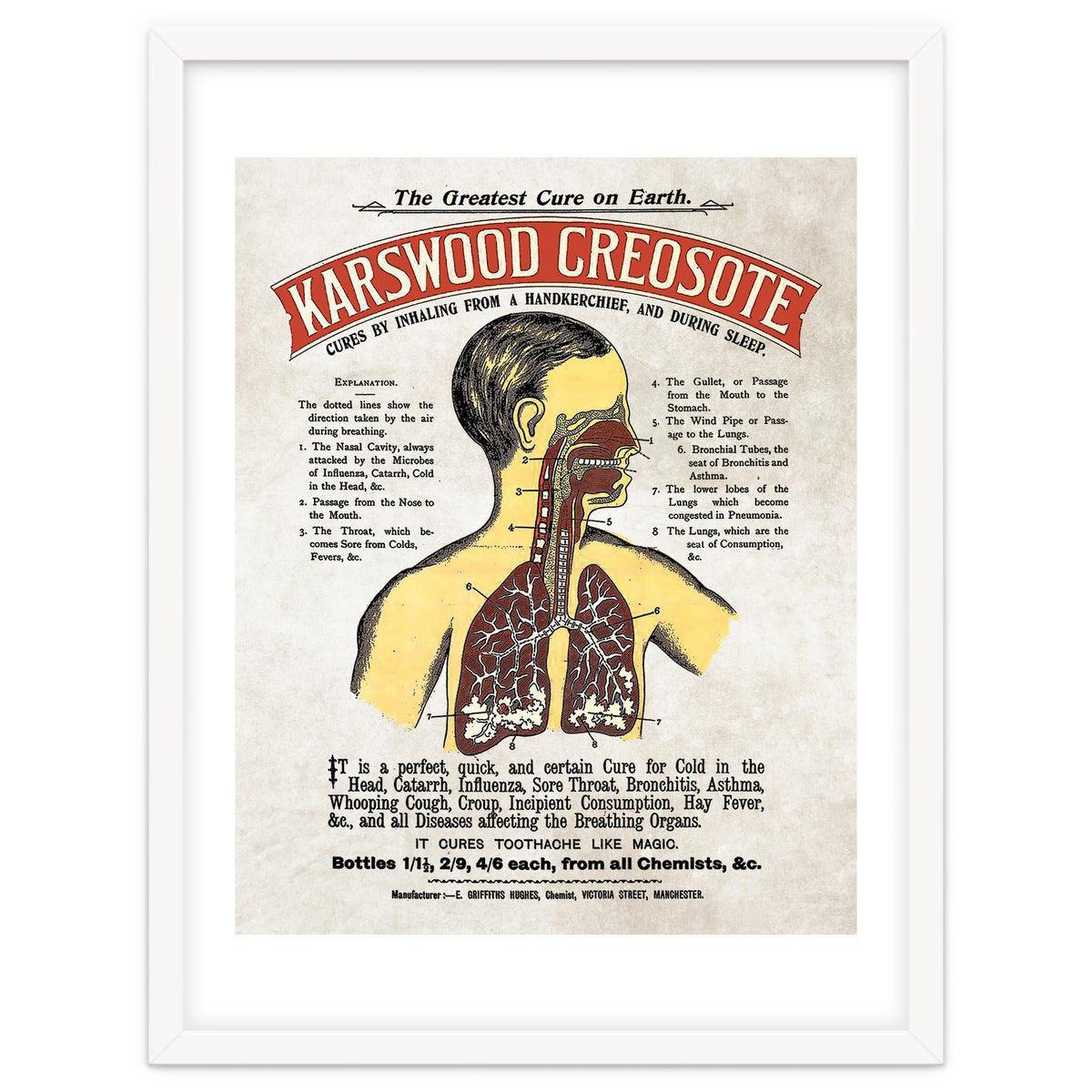 anatomy digestive system poster