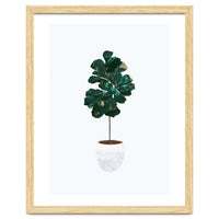 FIddle Leaf Fig gold and green