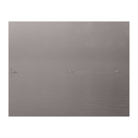 Swans in the mist (Print Only)