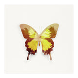 Tropical Butterfly (Print Only) thumbnail