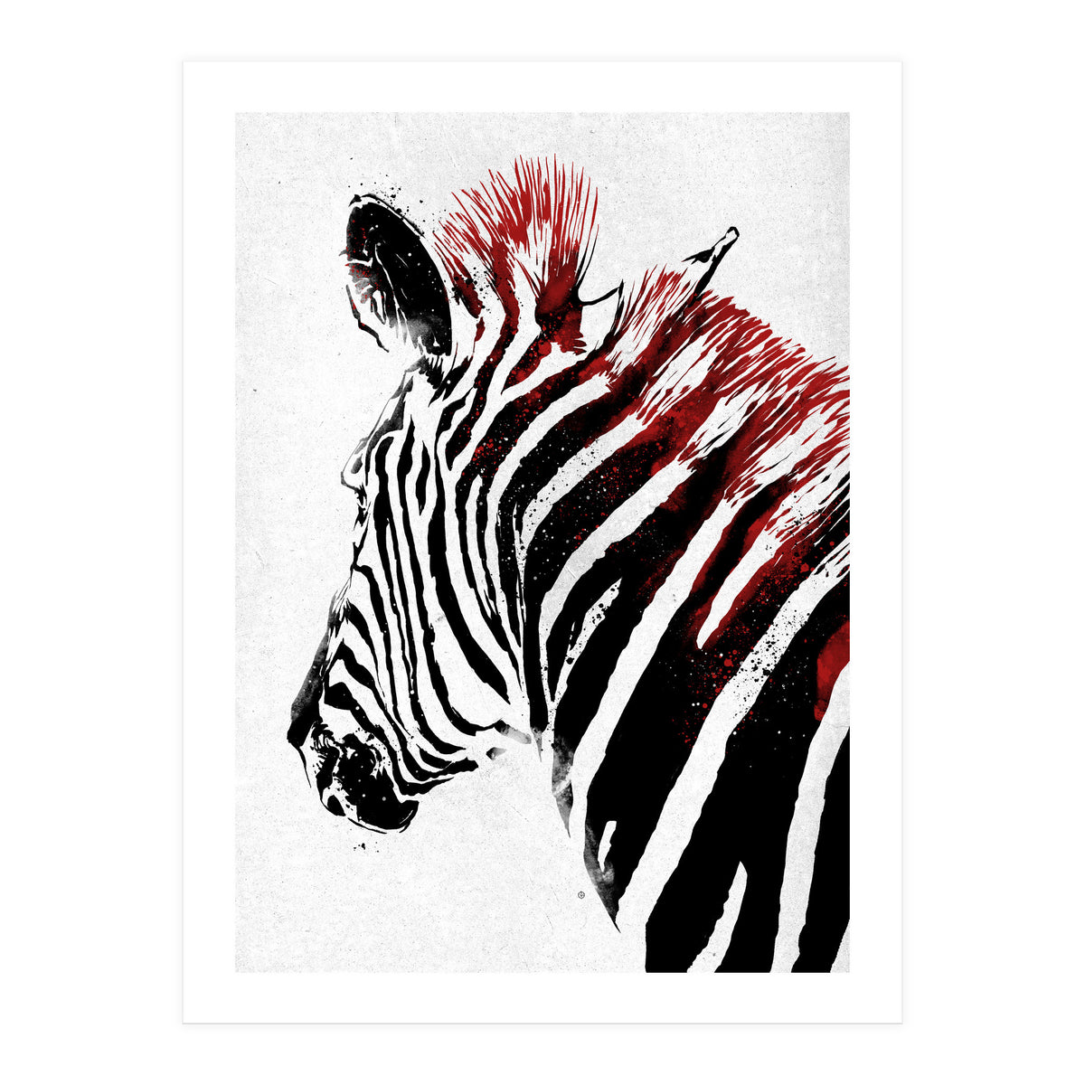 Zebra (Print Only)