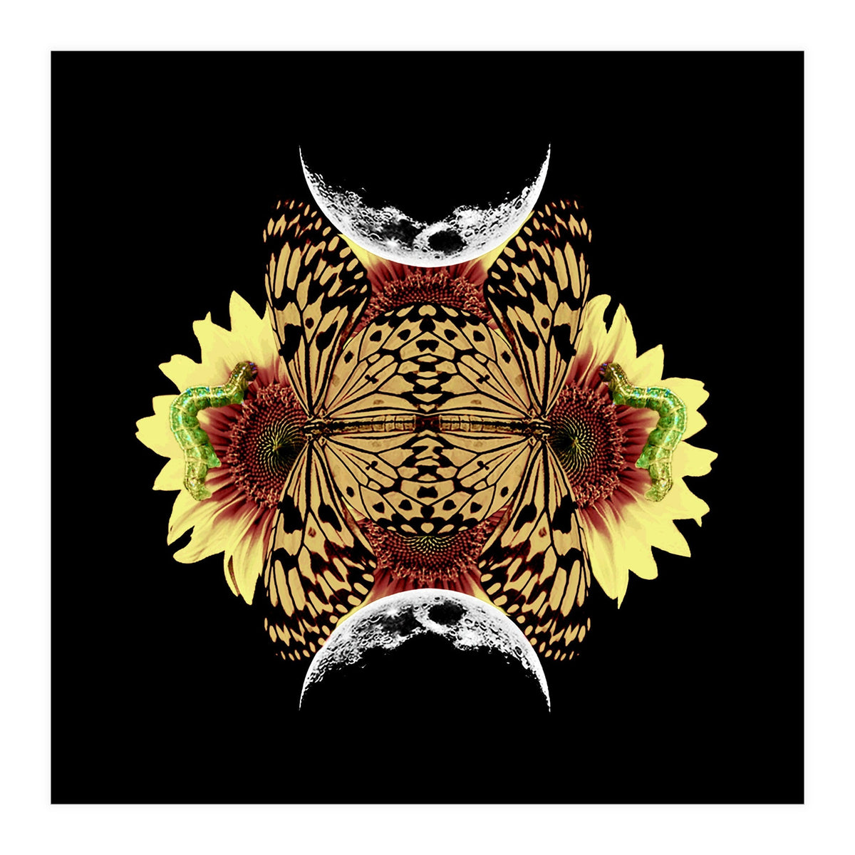 Metamorphosis (Print Only)