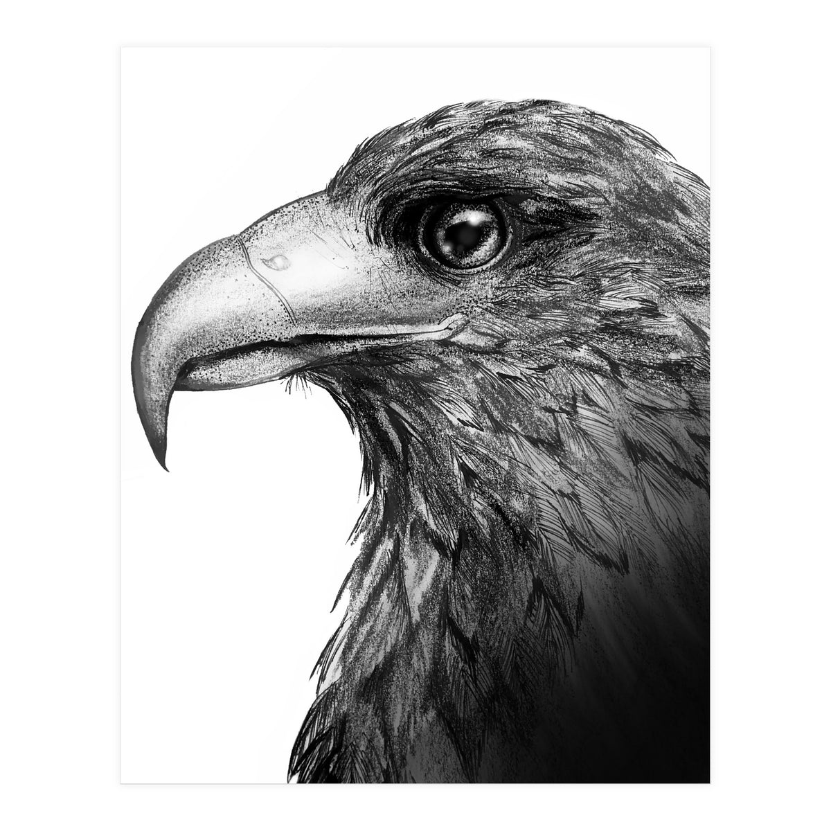 Harris's Hawk (Print Only)
