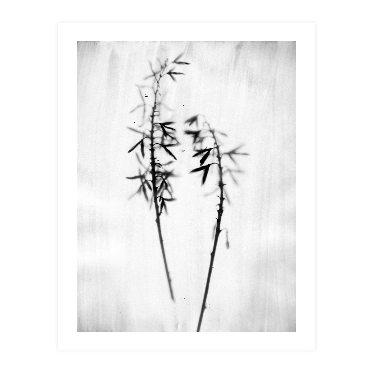 Hosta 2 (Print Only)