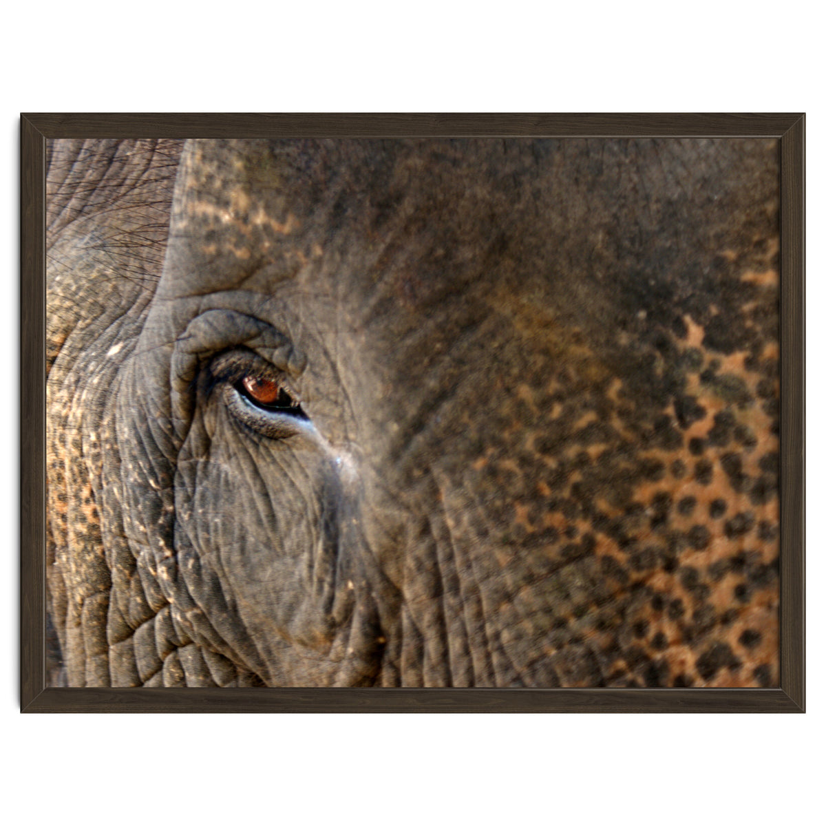 Face To Face - Elephant eye