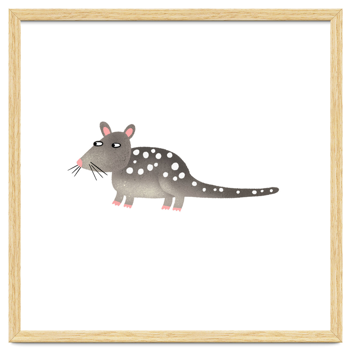 Quoll