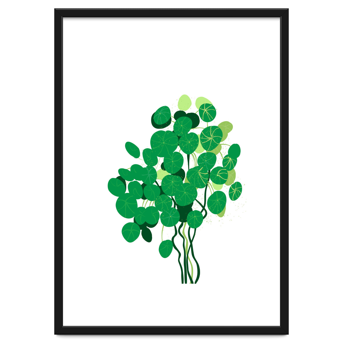 Pilea