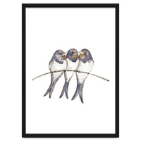 Three young swallows
