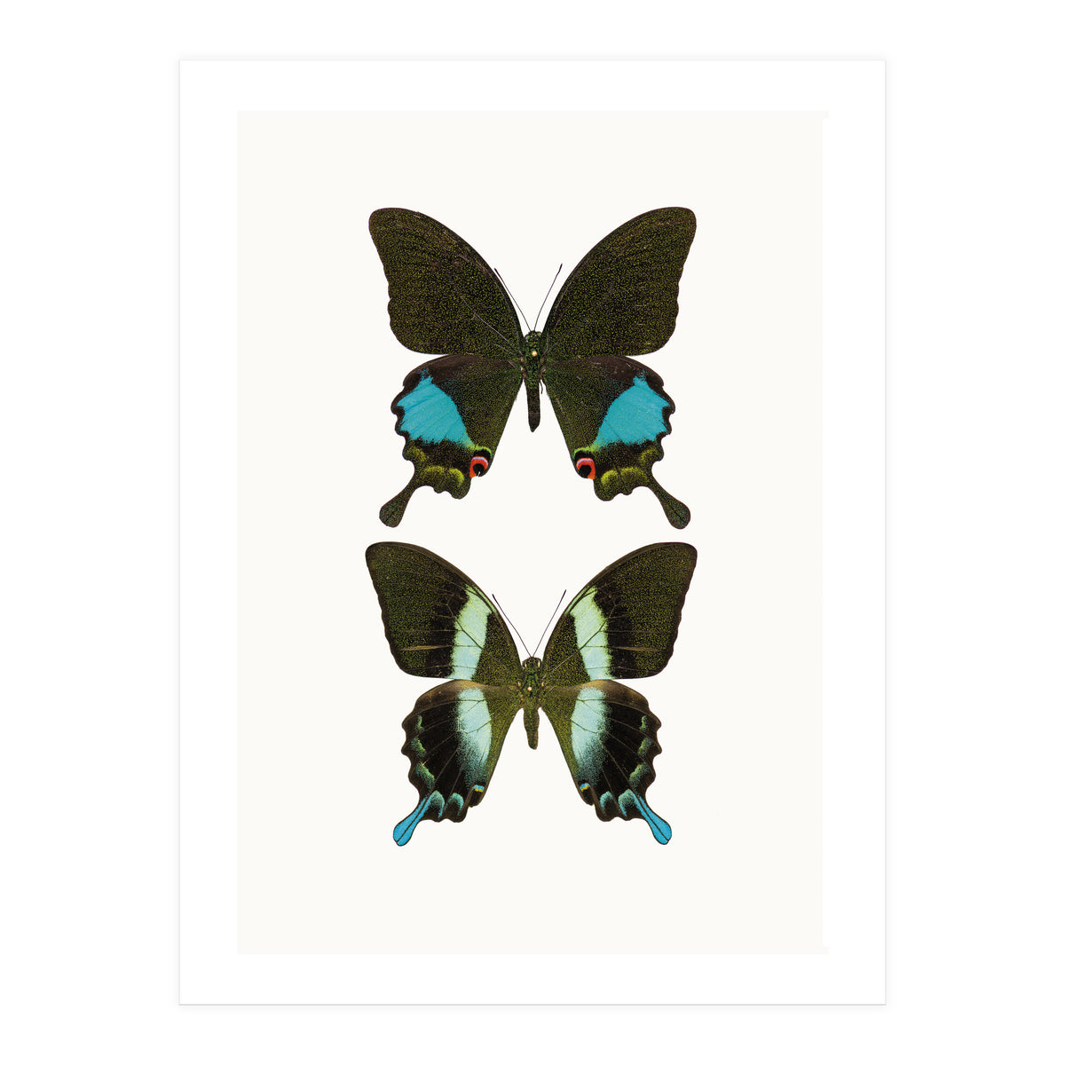 Cc Butterflies 02 (Print Only)